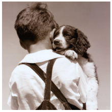 How did the Pandemic affect the Pet Industry?