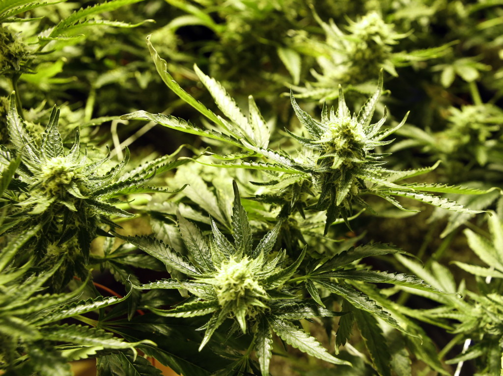 Public Relations in the Legal Marijuana Industry