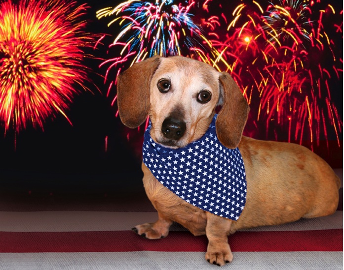 Should Your Pet Products Be Available Direct to Consumer or Through Retail?