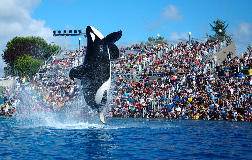 SeaWorld Still Struggling to Move Beyond Blackfish