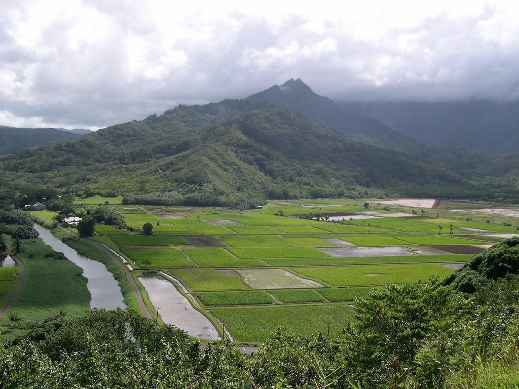 Hawaii Department of Agriculture Issues Media RFP