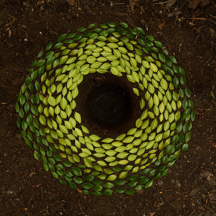 Exponential Growth is Paramount for Balanced Health Botanicals