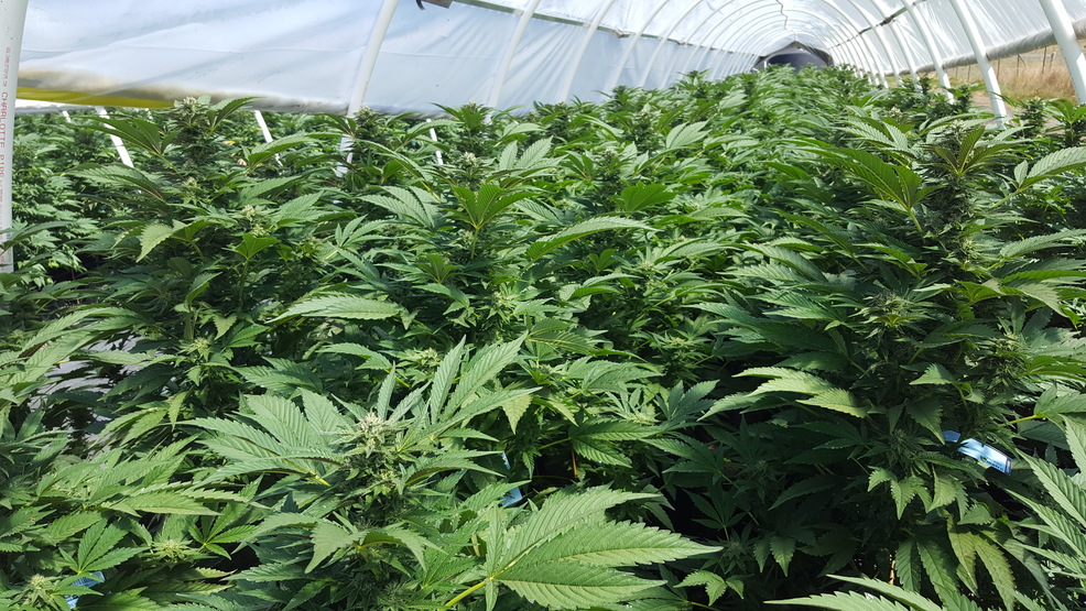 CANNABIS BRANDING, PROMOTING AND MARKETING NEEDED