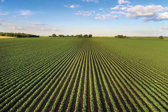 Brands Investing in Regenerative Agriculture