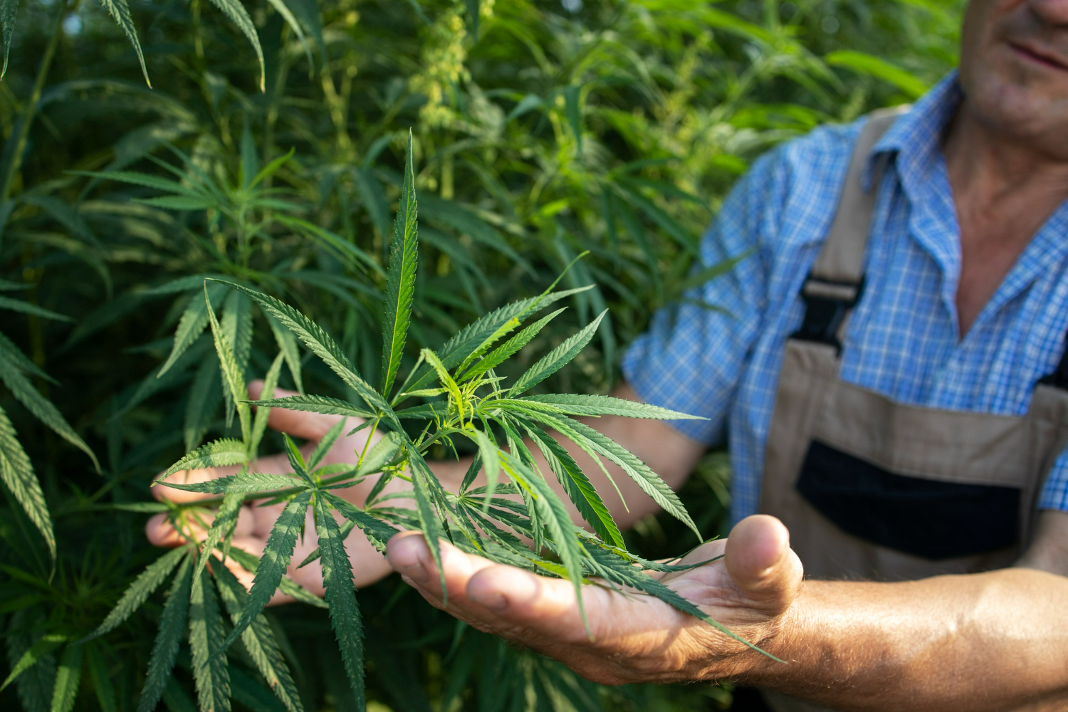 Trends in Cannabis Public Relations: Navigating a Growing Industry